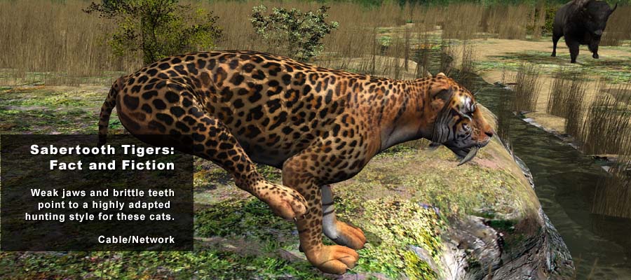 Animation Studio NYC | Animal Science Tiger 01 | 212-789-9077